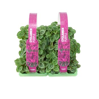 Purple Cyclamen 12 Plants – UK Grown Winter Bedding Flowers, 4 of 4