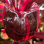 Houseplant Cordyline 'Strawberry Queen' 15cm Pot, thumbnail 3 of 5