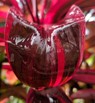 Houseplant Cordyline 'Strawberry Queen' 15cm Pot, 3 of 5