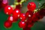 Fruit Plants, 'Redcurrant', thumbnail 1 of 11