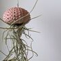 Jellyfish Airplant Spanish Moss Gift For Plant Lover, thumbnail 1 of 8