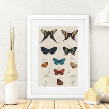 Vintage Butterfly Illustration Wall Art Print, 2 of 7
