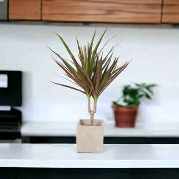 Dracaena Marginata Dragon Tree – 12cm Indoor Plant, 2 of 8