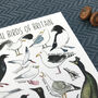 Coastal Birds Of Britain Illustrated Postcard, thumbnail 5 of 8