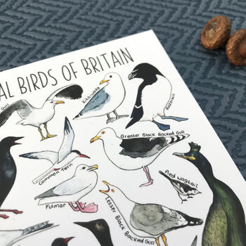 Coastal Birds Of Britain Illustrated Postcard, 5 of 8