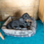 Large Square Tartan Print Dog Bed, thumbnail 5 of 8