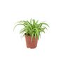 Chlorophytum Spider Plant In 12cm Pot, thumbnail 5 of 8