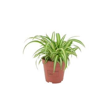 Chlorophytum Spider Plant In 12cm Pot, 5 of 8