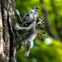 Fairy Garden Ornament Pixie Tree Hugger Wall Mounted, thumbnail 4 of 8