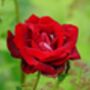 Climbing Rose 'Paul's Scarlet' Bare Rooted Plant, thumbnail 4 of 5