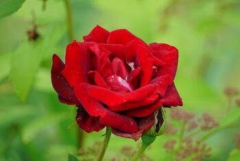 Climbing Rose 'Paul's Scarlet' Bare Rooted Plant, 4 of 5