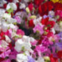 Summer Flowers Sweet Pea Three X Plants In 9cm Pots, thumbnail 1 of 6
