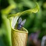 Carnivorous Plant Terrarium Workshop, Manchester, thumbnail 1 of 12