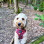 Great Adventure Dog Harness, thumbnail 5 of 7