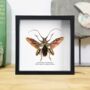 White Spotted Longhorn Beetle Insect Bug Moth Butterfly Box Frame Entomology Taxidermy Interior Design Modern Home Decor Wall Hanging Display Gift Ornament, thumbnail 1 of 3