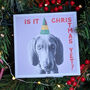 Christmas Pets Dogs And Cats Card Pack, thumbnail 7 of 9