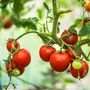 Tomato Plants 'Sweet And Neat' Plug Plant Pack, thumbnail 6 of 6