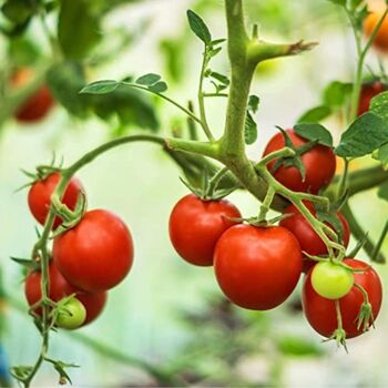 Tomato Plants 'Sweet And Neat' Plug Plant Pack, 6 of 6