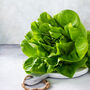 Lettuce 'Butterhead' Six X Plug Plant Pack, thumbnail 1 of 5