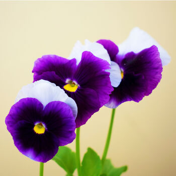 Flowers Pansy 'Beaconsfield' Six X Plant Pack, 4 of 7