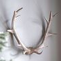 Sven Antler Wall Art, thumbnail 1 of 3