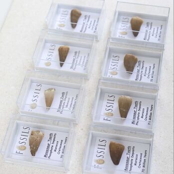 Mosasaur Tooth Fossil, 8 of 10