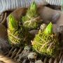 Fresh Moss Hyacinth Kokedamas, thumbnail 3 of 6