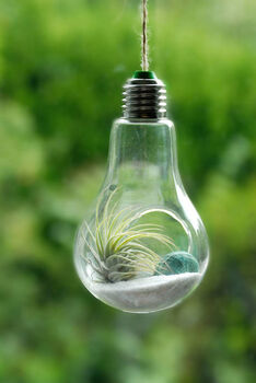 Light Bulb Glass Vase Air Plant Hanging Terrarium, 2 of 2