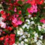 Begonia Plants 'Organdy Mixed' 12 X Compact Plant Pack, thumbnail 9 of 9
