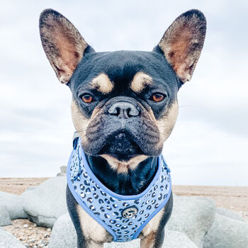 Blue Leopard Padded Dog Harness, 2 of 4