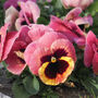 Flowers Pansy 'Coastal Sunrise Mix' 20 X Plant Pack, thumbnail 4 of 6