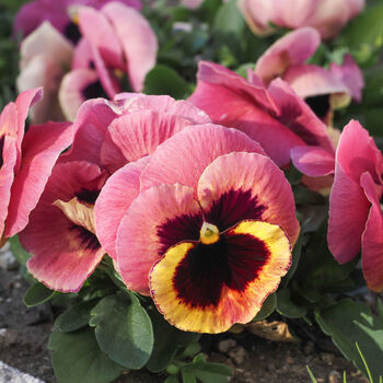 Flowers Pansy 'Coastal Sunrise Mix' 20 X Plant Pack, 4 of 6