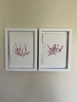 Pressed Seaweed Framed Artwork Comb Weed .02, 4 of 4