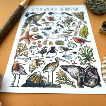 Beach Wildlife Of Britain Watercolour Postcard, 4 of 11