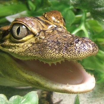 Swimming With Crocodiles And Lunch For Two In Bristol, 7 of 7