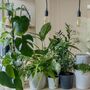 Houseplant Propagation And Terrarium Workshop For Two, Manchester, thumbnail 1 of 11