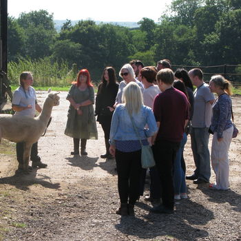 90 Minute Walk With Alpacas Experience, 7 of 8