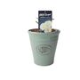 White Flower Carpet Rose 4 L – Hardy Ground Cover Plant, thumbnail 4 of 5