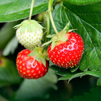 Gardening Gift. Grow Your Own Strawberry Plant Kit, 3 of 4