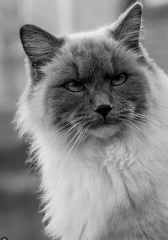 Personalised Hand Drawn Pet Portrait Cat / Dog Drawing, 5 of 12