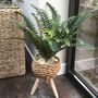 Large Boston Fern In Basket Weave Plant Stand, thumbnail 2 of 8