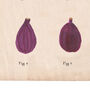 Botanical Humorous Fig Print, thumbnail 6 of 7