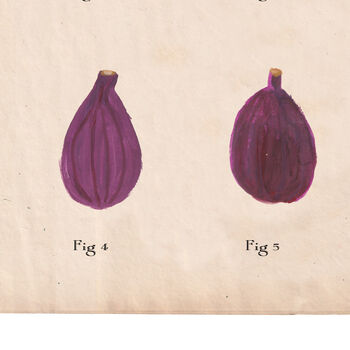 Botanical Humorous Fig Print, 6 of 7