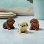 Solid Chocolate Teddy Dog, thumbnail 1 of 4