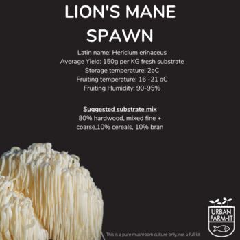 Lion's Mane Mushroom Grain Spawn 1l, 5l, 4 of 4