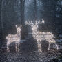 Large Harlow Rattan Reindeer Duo, thumbnail 6 of 9