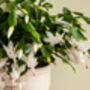 White Christmas Cactus One X Plant In 13cm Pot, thumbnail 3 of 6