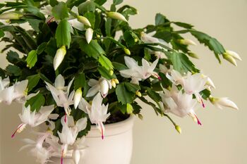 White Christmas Cactus One X Plant In 13cm Pot, 3 of 6