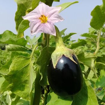 Vegetable Plants Aubergine 'Moneymaker' Plug Pack, 2 of 12