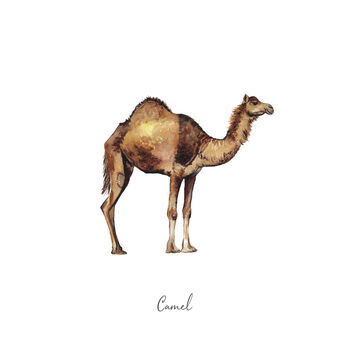Personalised Camel Watercolour Fine Art Print, 2 of 3